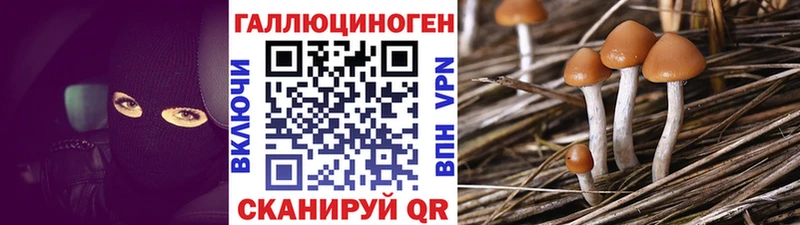цена   Тавда  Галлюциногенные грибы Psilocybe 